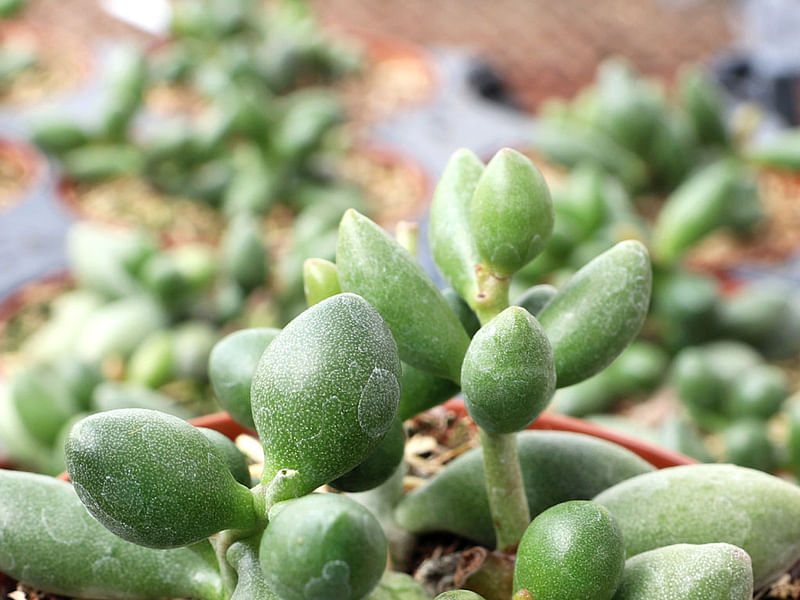 Adromischus Filicaulis Ssp Marlothii | Adromischus | Crassulaceae