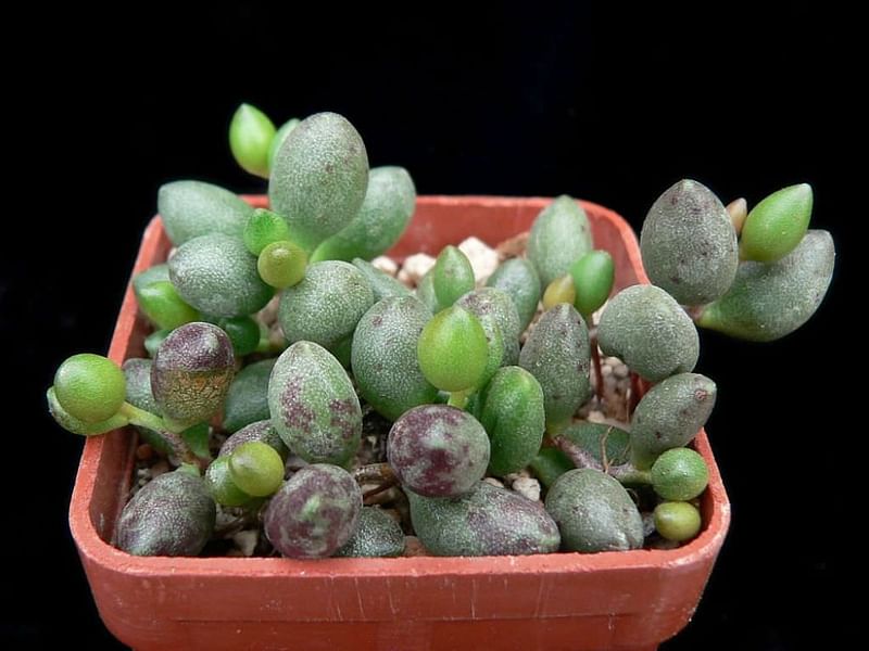 Adromischus Filicaulis Ssp Marlothii | Adromischus | Crassulaceae