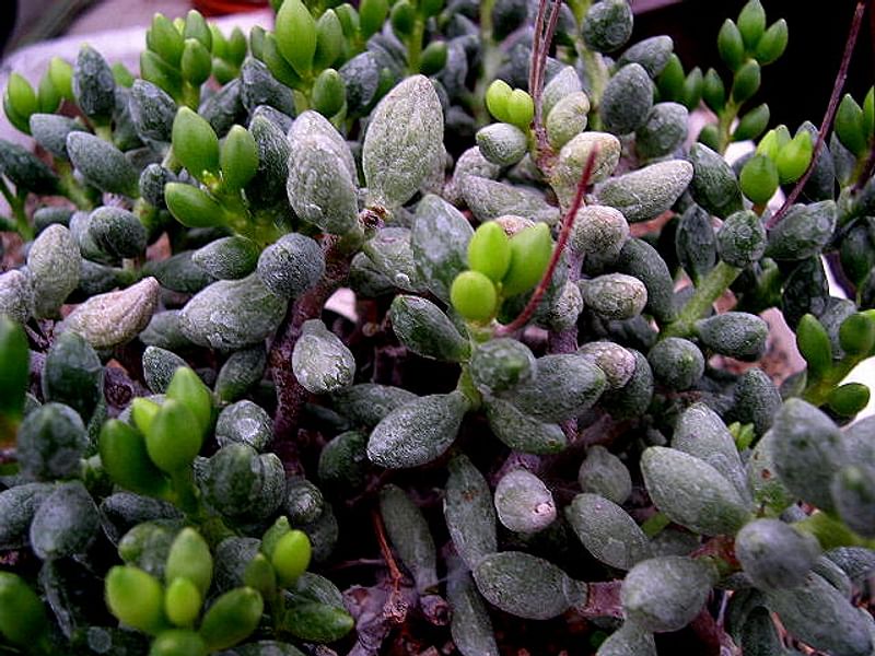 Adromischus Filicaulis Ssp Marlothii | Adromischus | Crassulaceae