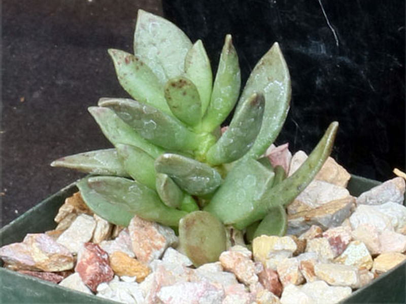 Adromischus Filicaulis Ssp Marlothii | Adromischus | Crassulaceae