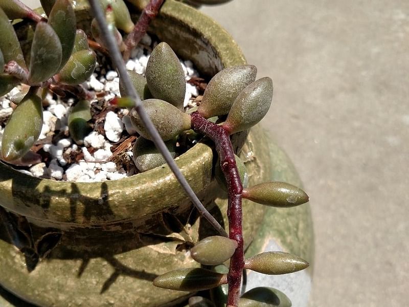 Adromischus Filicaulis Ssp Marlothii | Adromischus | Crassulaceae