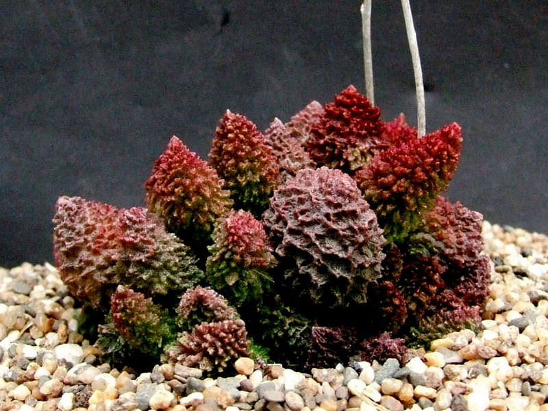 Adromischus Marianiae 'herrei' | Adromischus | Crassulaceae