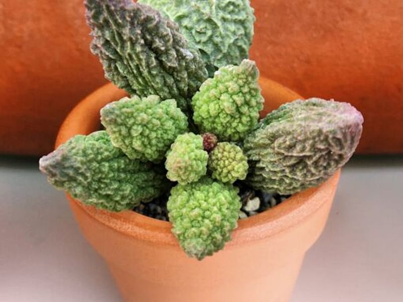 Adromischus Marianiae 'herrei' | Adromischus | Crassulaceae