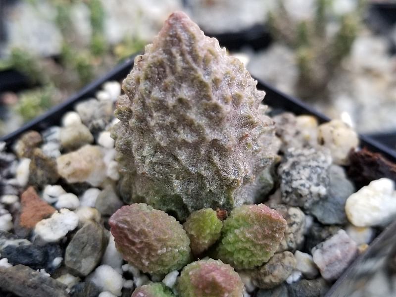 Adromischus Marianiae 'herrei' | Adromischus | Crassulaceae