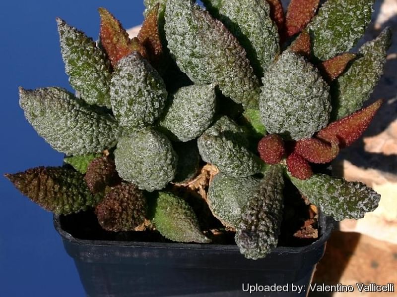 Adromischus Marianiae 'herrei' | Adromischus | Crassulaceae