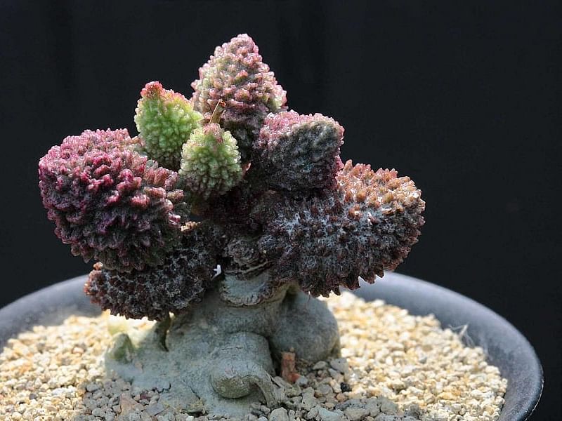 Adromischus Marianiae 'herrei' | Adromischus | Crassulaceae