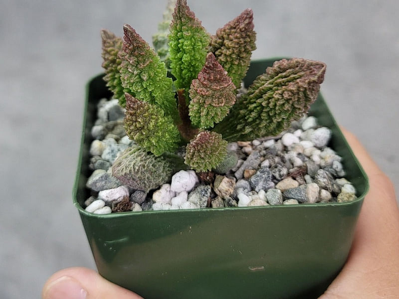 Adromischus Marianiae 'herrei' | Adromischus | Crassulaceae