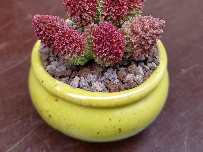 Adromischus Marianiae 'herrei' | Adromischus | Crassulaceae