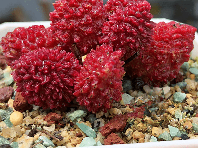 Adromischus Marianiae 'herrei' | Adromischus | Crassulaceae