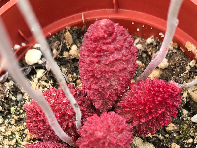Adromischus Marianiae 'herrei' | Adromischus | Crassulaceae