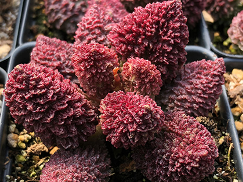 Adromischus Marianiae 'herrei' | Adromischus | Crassulaceae