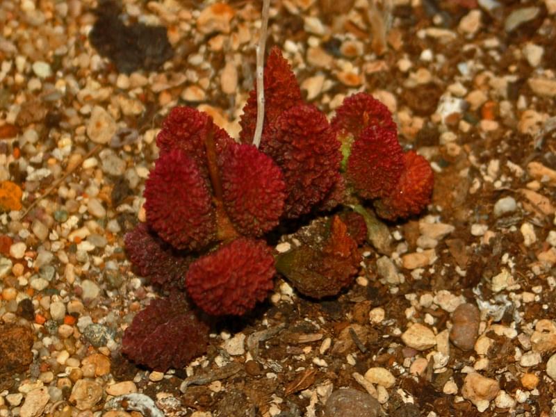 Adromischus Marianiae 'herrei' | Adromischus | Crassulaceae