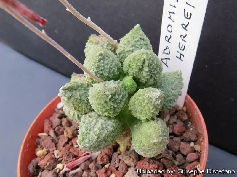 Adromischus Marianiae 'herrei' | Adromischus | Crassulaceae