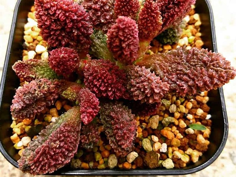 Adromischus Marianiae 'herrei' | Adromischus | Crassulaceae