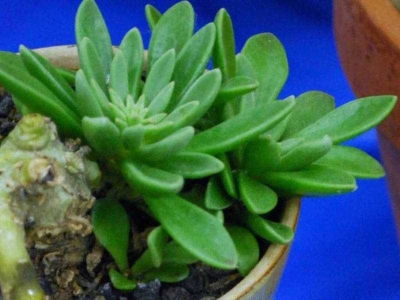 Adromischus Phillipsiae | Adromischus | Crassulaceae