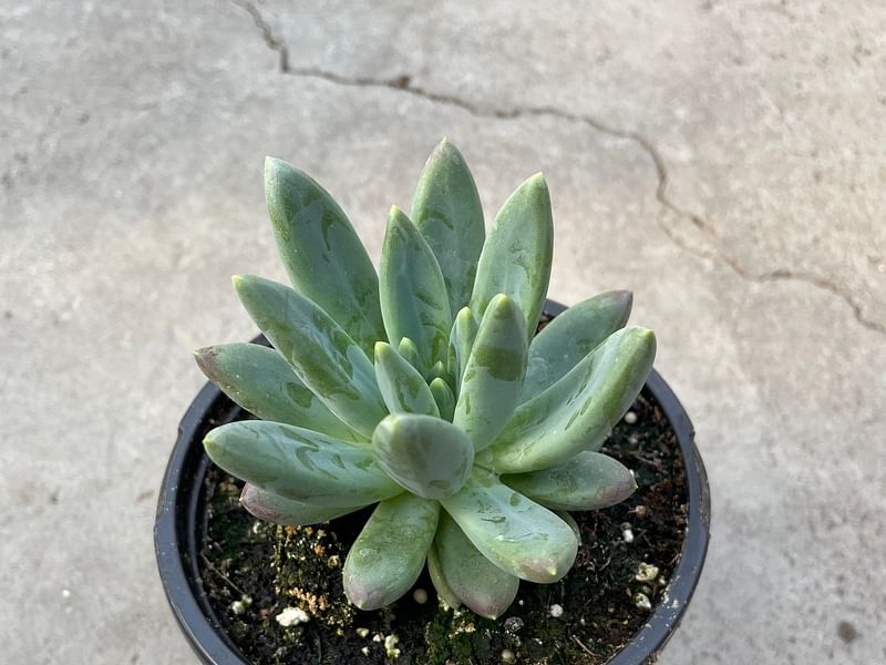 Adromischus Phillipsiae | Adromischus | Crassulaceae