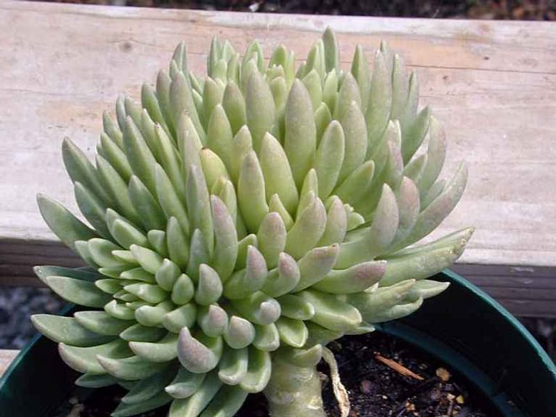 Adromischus Phillipsiae | Adromischus | Crassulaceae