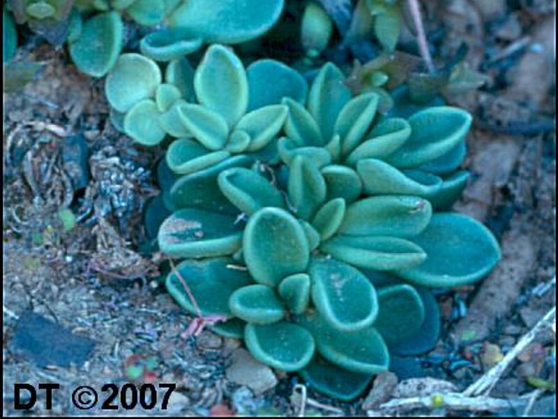 Adromischus Phillipsiae | Adromischus | Crassulaceae