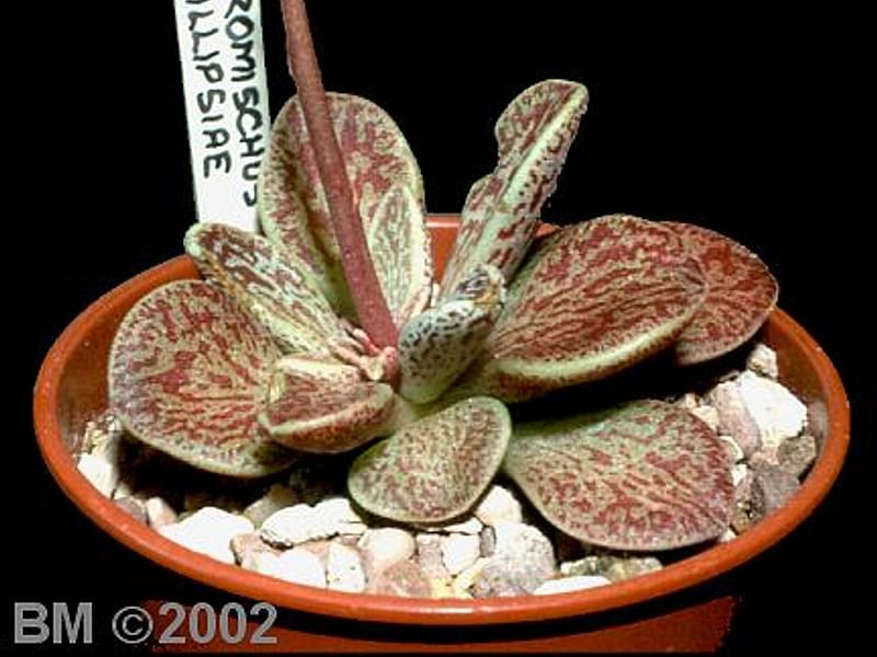 Adromischus Phillipsiae | Adromischus | Crassulaceae