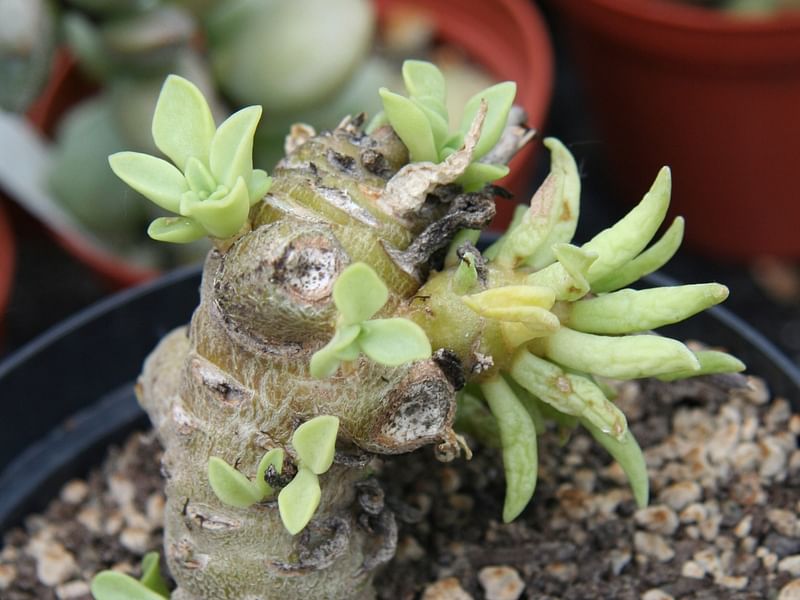 Adromischus Phillipsiae | Adromischus | Crassulaceae