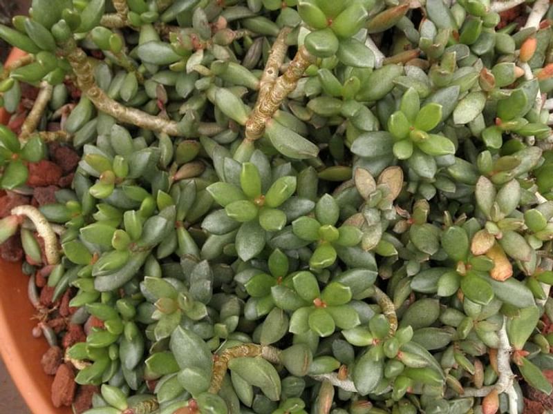 Adromischus Phillipsiae | Adromischus | Crassulaceae