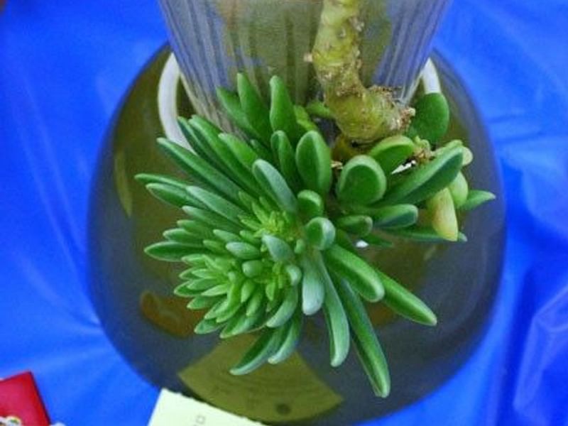 Adromischus Phillipsiae | Adromischus | Crassulaceae