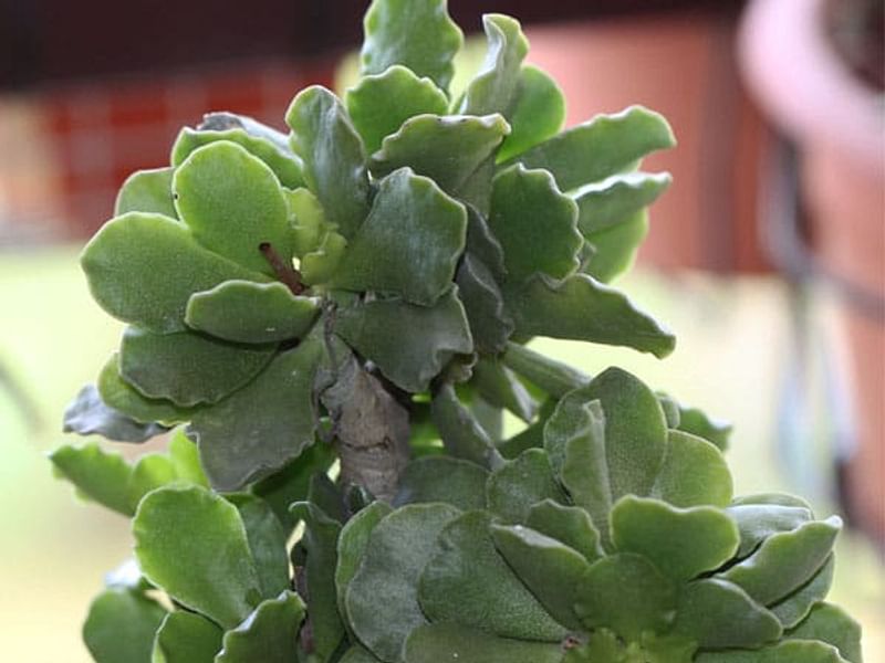 Adromischus Phillipsiae | Adromischus | Crassulaceae