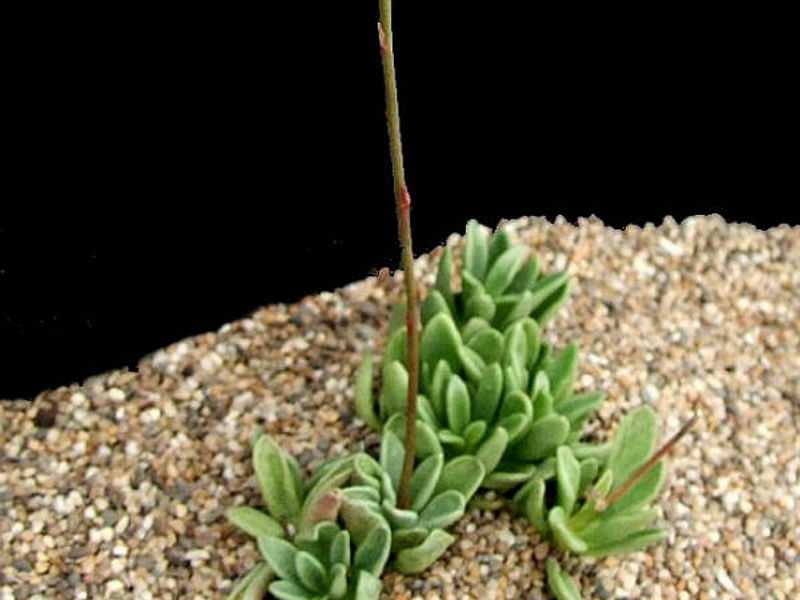 Adromischus Phillipsiae | Adromischus | Crassulaceae