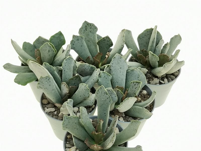 Adromischus Sphenophyllus | Adromischus | Crassulaceae