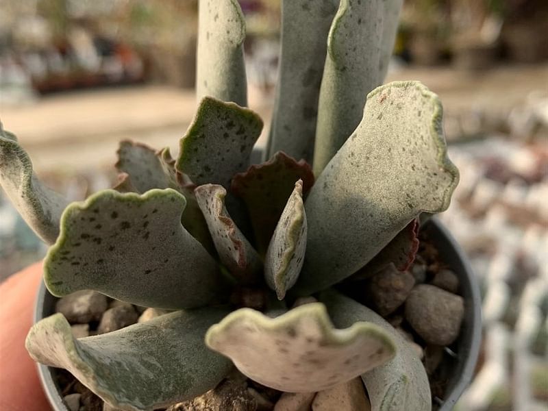 Adromischus Sphenophyllus | Adromischus | Crassulaceae