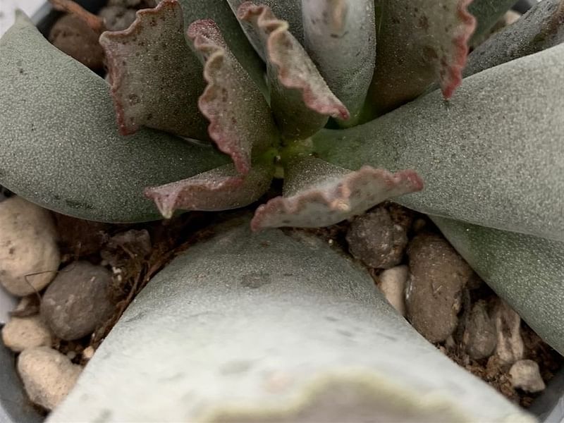 Adromischus Sphenophyllus | Adromischus | Crassulaceae