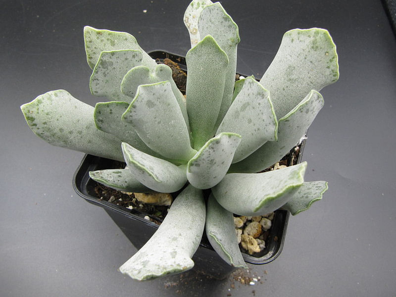 Adromischus Sphenophyllus | Adromischus | Crassulaceae