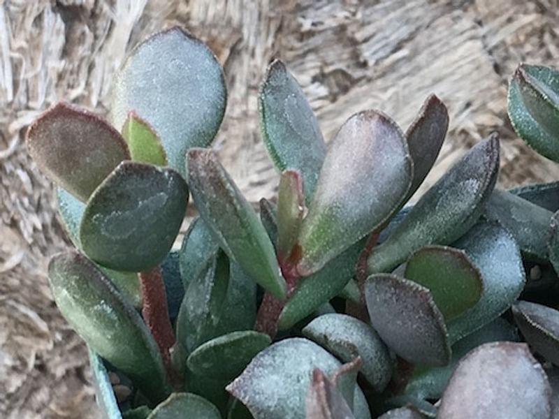 Adromischus Sphenophyllus | Adromischus | Crassulaceae
