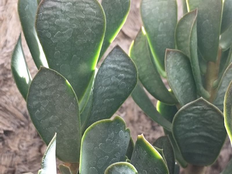 Adromischus Sphenophyllus | Adromischus | Crassulaceae