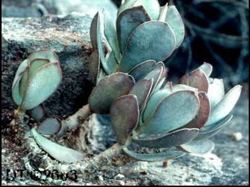 Adromischus Sphenophyllus | Adromischus | Crassulaceae