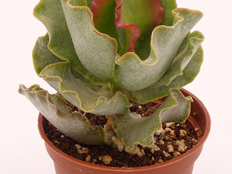 Adromischus Sphenophyllus | Adromischus | Crassulaceae