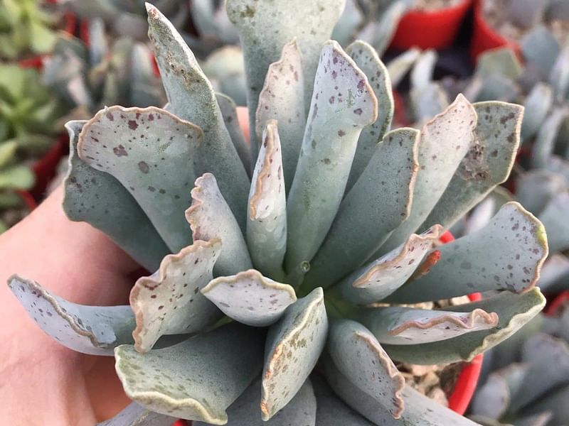 Adromischus Sphenophyllus | Adromischus | Crassulaceae