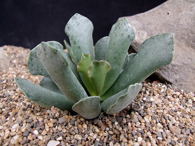 Adromischus Sphenophyllus | Adromischus | Crassulaceae
