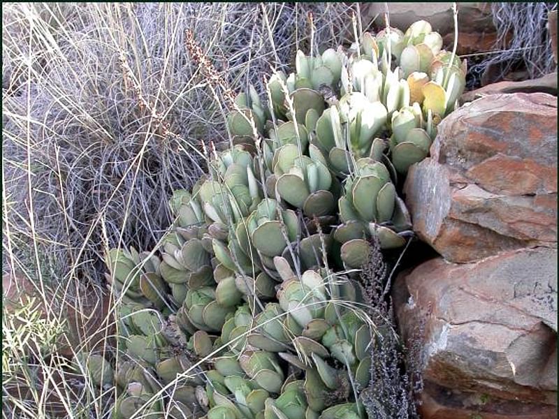Adromischus Sphenophyllus | Adromischus | Crassulaceae