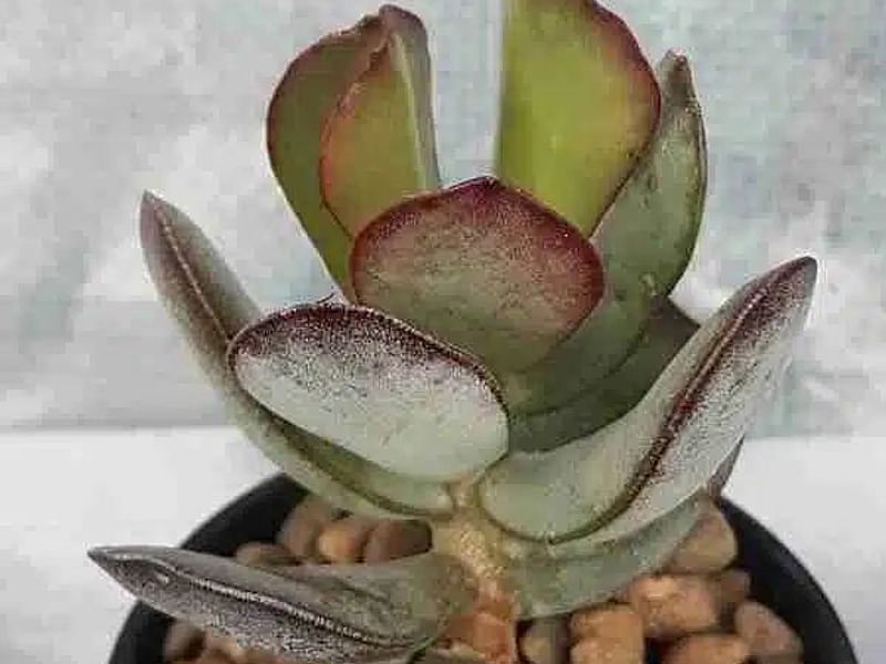 Adromischus Sphenophyllus | Adromischus | Crassulaceae