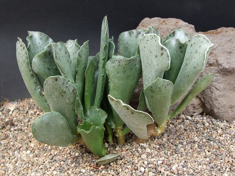 Adromischus Sphenophyllus | Adromischus | Crassulaceae