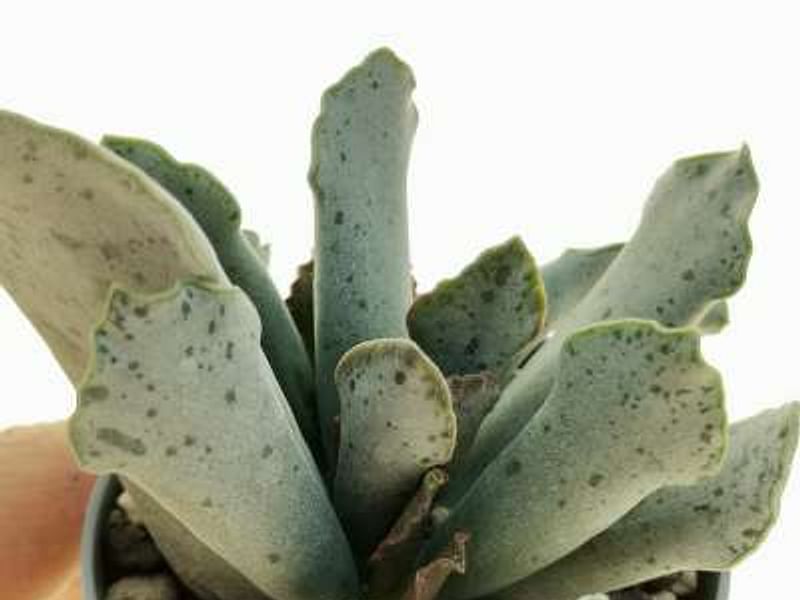 Adromischus Sphenophyllus | Adromischus | Crassulaceae