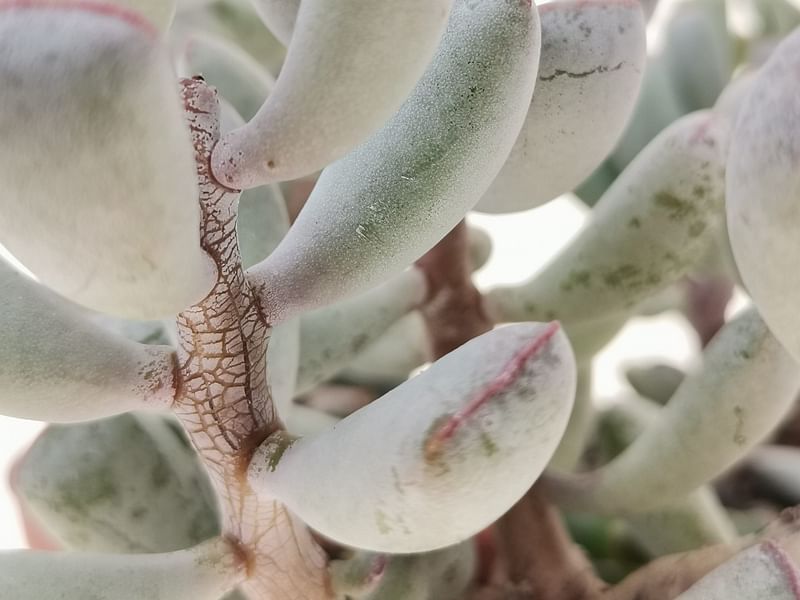 Adromischus Triflorus | Adromischus | Crassulaceae