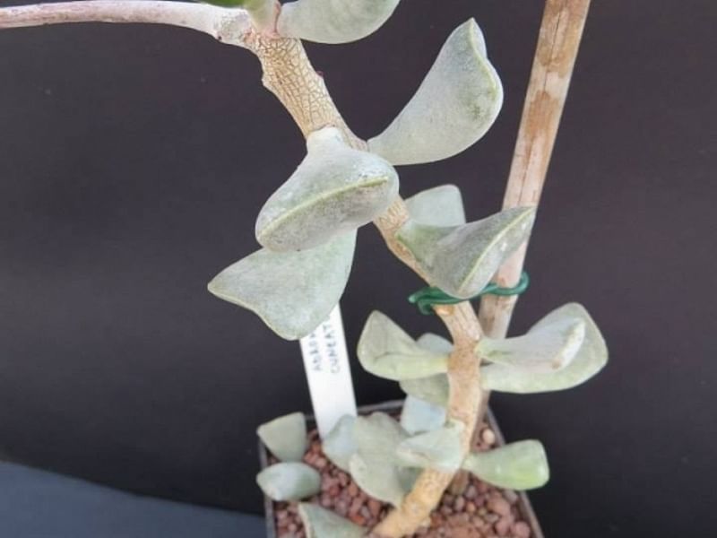 Adromischus Triflorus | Adromischus | Crassulaceae