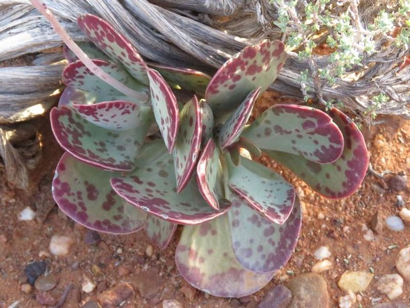 Adromischus Triflorus | Adromischus | Crassulaceae