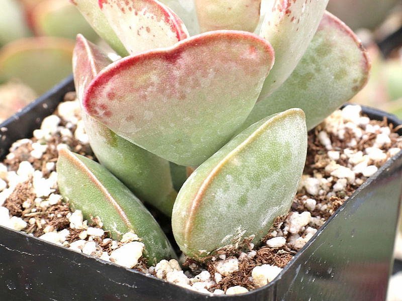 Adromischus Triflorus | Adromischus | Crassulaceae