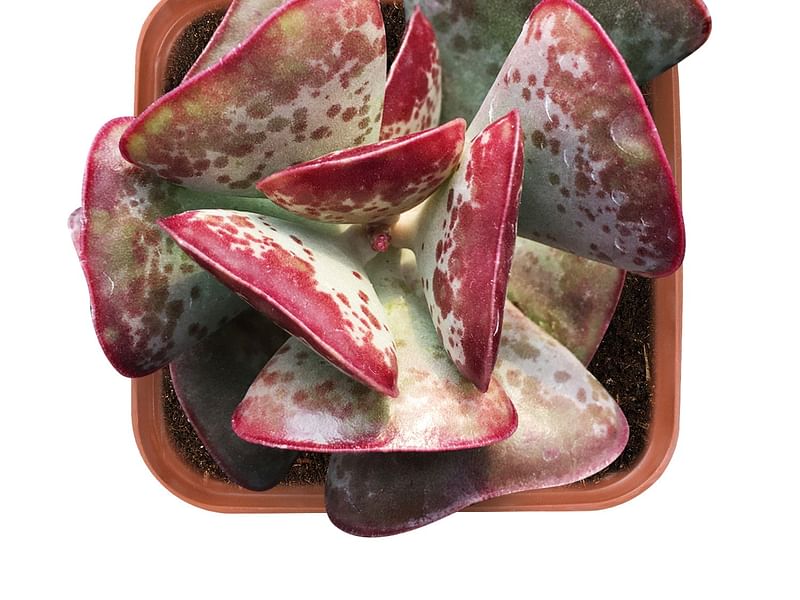 Adromischus Triflorus | Adromischus | Crassulaceae