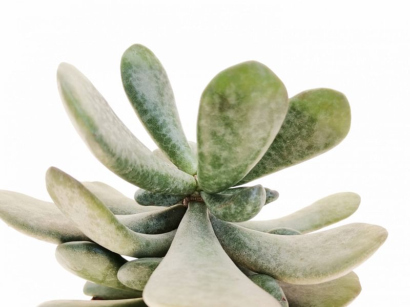 Adromischus Triflorus | Adromischus | Crassulaceae