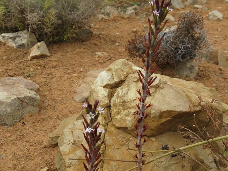 Adromischus Triflorus | Adromischus | Crassulaceae