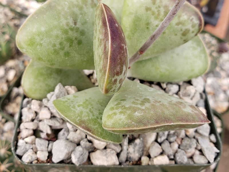 Adromischus Triflorus | Adromischus | Crassulaceae